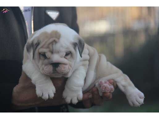ÜST  DÜZEY İNGİLİZ  BULDOG YAVRULAR