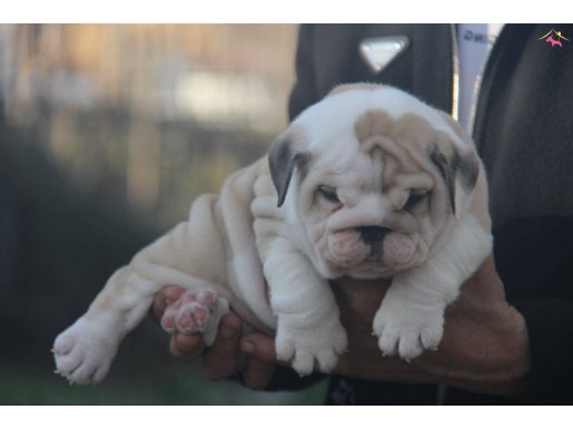 OYUNCAK  GİBİ  İNGİLİZ BULDOG YAVRULARI