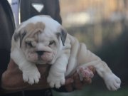 ÜST  DÜZEY İNGİLİZ  BULDOG YAVRULAR