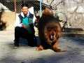 ORJİNAL TİBET MASTİFF 