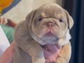 SİTENİN EN GÜZEL İNGİLİZ BULDOG BEBEKLERİ