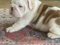 SEVİMLİ İNGİLİZ BULDOG YAVRULAR