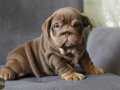 ŞİRİN İNGİLİZ  BULDOG YAVRULAR