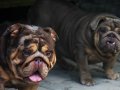 ÜST DÜZEY İNGİLİZ BULDOG