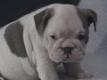 SINIFININ EN RENKLİ  İNGİLİZ  BULDOG YAVRULARI