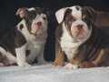 EGZOTİC İNGİLİZ BULDOG YAVRULAR