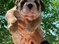 ÜST DÜZEY İNGİLİZ BULLDOG YAVRULAR