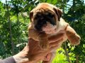 ÜST DÜZEY İNGİLİZ BULLDOG YAVRULAR