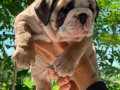 ÜST DÜZEY İNGİLİZ BULLDOG YAVRULAR