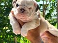 ÜST DÜZEY İNGİLİZ BULLDOG YAVRULAR
