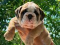 ÜST DÜZEY İNGİLİZ BULLDOG YAVRULAR