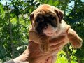ÜST DÜZEY İNGİLİZ BULLDOG YAVRULAR