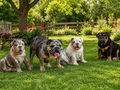 EMSALSİZ  İNGİLİZ BULDOG YAVRULAR