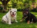 EMSALSİZ  İNGİLİZ BULDOG YAVRULAR
