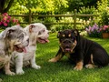 EMSALSİZ  İNGİLİZ BULDOG YAVRULAR