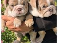 SİTENİN EN RENKLİ İNGİLİZ  BULDOG YAVRULARI
