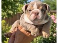 SİTENİN EN RENKLİ İNGİLİZ  BULDOG YAVRULARI
