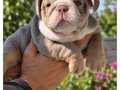 SİTENİN EN RENKLİ İNGİLİZ  BULDOG YAVRULARI
