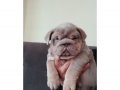 SİTENİN EN RENKLİ İNGİLİZ  BULDOG YAVRULARI