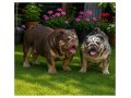 SİTENİN EN RENKLİ İNGİLİZ  BULDOG YAVRULARI