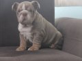 EXOTİC  İNGİLİZ  BULDOG YAVRULAR