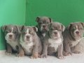 EXOTİC  İNGİLİZ  BULDOG YAVRULAR
