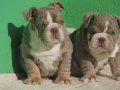 EXOTİC  İNGİLİZ  BULDOG YAVRULAR