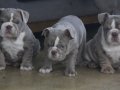 EXOTİC  İNGİLİZ  BULDOG YAVRULAR