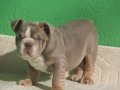 EXOTİC  İNGİLİZ  BULDOG YAVRULAR