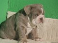 EXOTİC  İNGİLİZ  BULDOG YAVRULAR
