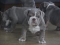 EXOTİC  İNGİLİZ  BULDOG YAVRULAR