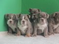 EXOTİC  İNGİLİZ  BULDOG YAVRULAR