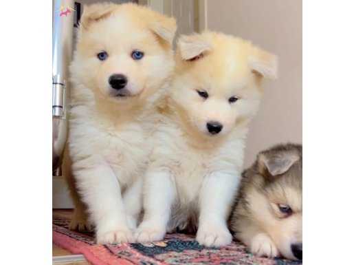 Mavi Gözlü Husky Bebekler ..