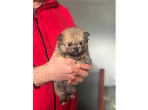 REZERVEYE AÇIK POMERAİN YAVRULARI 