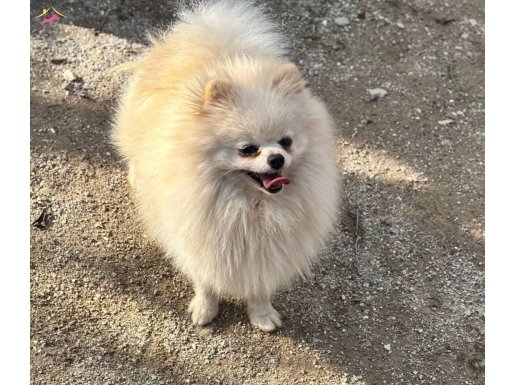 14 AYLIK BEYAZ DİŞİ POMERAİN BOO 