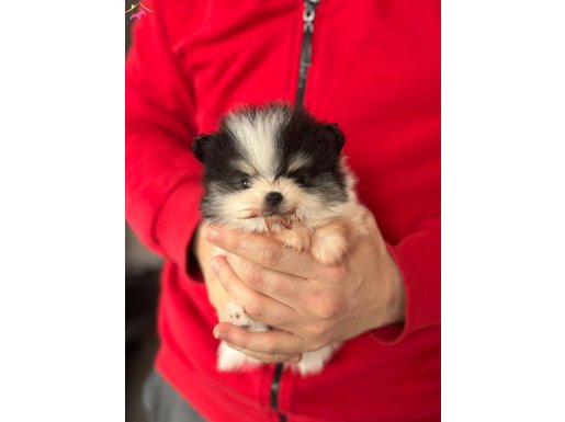 DİŞİ ERKEK POMERİAN BOO YAVRULARI 