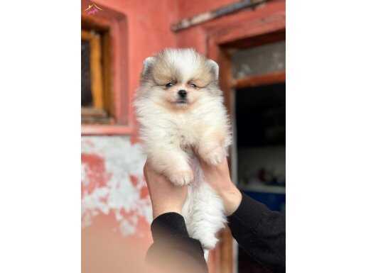 POMERAİN BOO YAVRULARI KREDİ KARTI GEÇERLİDİR 