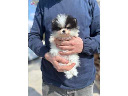 Pamukkale’de Sosyal Ortamların Yıldızı Pomeranian Boo Yavruları