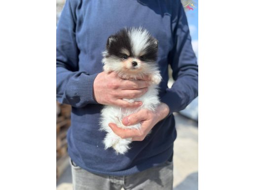 Kredi Kartına Taksitli Orijinal Maskeli Pomeranian Boo Yavruları