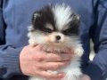 Kredi Kartına Taksitli Orijinal Maskeli Pomeranian Boo Yavruları