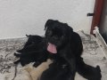REZERVEYE AÇIK SİYAH VE PİNK PUG YAVRULARI 