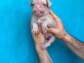 REZERVEYE AÇIK SİYAH VE PİNK PUG YAVRULARI 