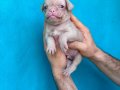 REZERVEYE AÇIK SİYAH VE PİNK PUG YAVRULARI 