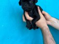 REZERVEYE AÇIK SİYAH VE PİNK PUG YAVRULARI 