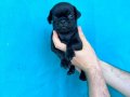 DİŞİ ERKEK PUG YAVRULARI YER DENİZLİ 