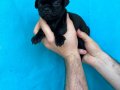 DİŞİ ERKEK PUG YAVRULARI YER DENİZLİ 