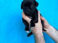 DİŞİ ERKEK PUG YAVRULARI YER DENİZLİ 