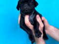 SİYAH VE PİNK DİŞİ ERKEK PUG YAVRULARI 