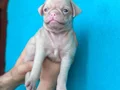 SİYAH VE PİNK DİŞİ ERKEK PUG YAVRULARI 