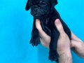 SİYAH VE PİNK DİŞİ ERKEK PUG YAVRULARI 